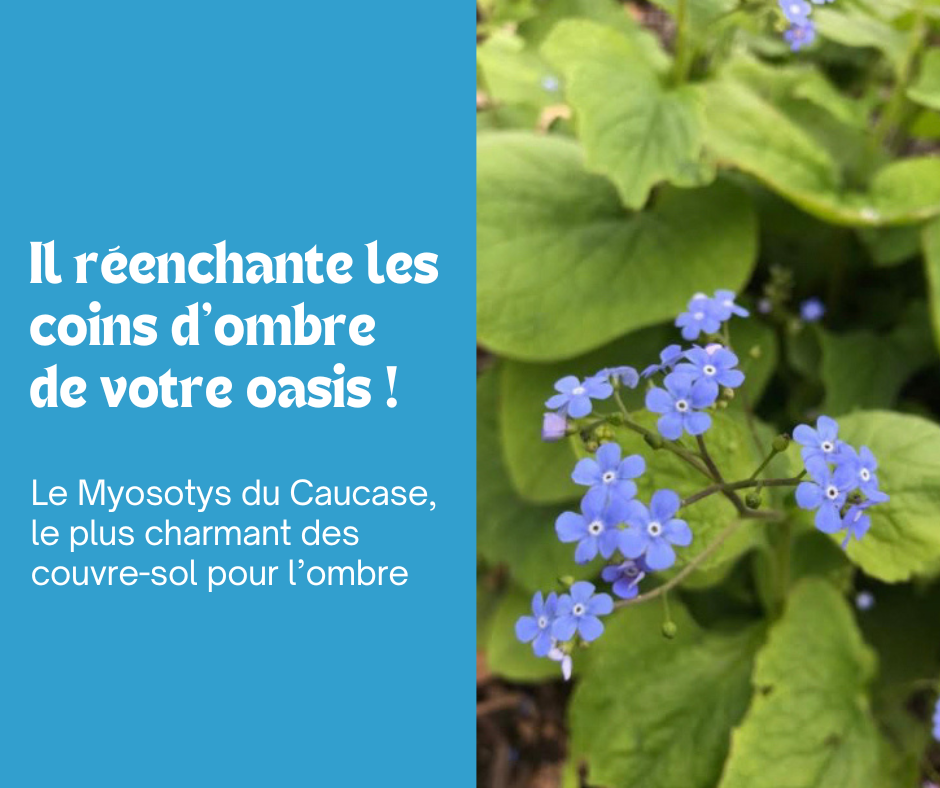 Le Myosotis du Caucase enchante les zones d’ombre