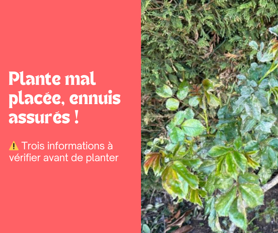 La bonne Plantation au bon endroit ! 