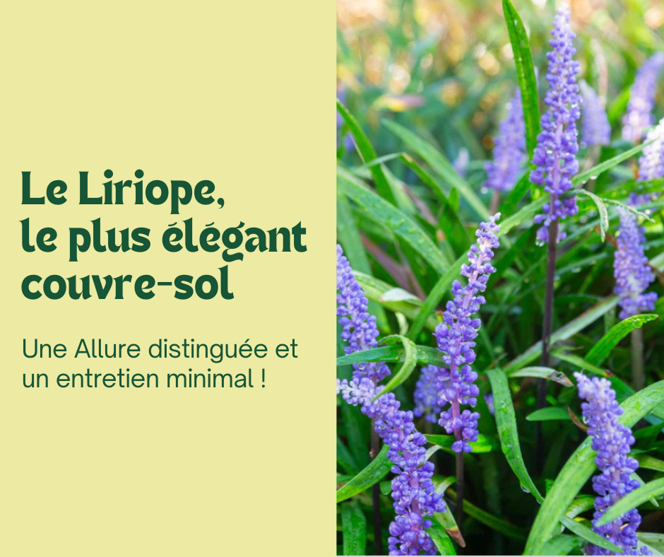 Le Liriope, une touche d’élégance pour l’ombre 