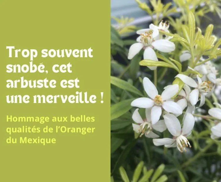 L’Oranger du Mexique : floraison généreuse, parfum envoûtant 