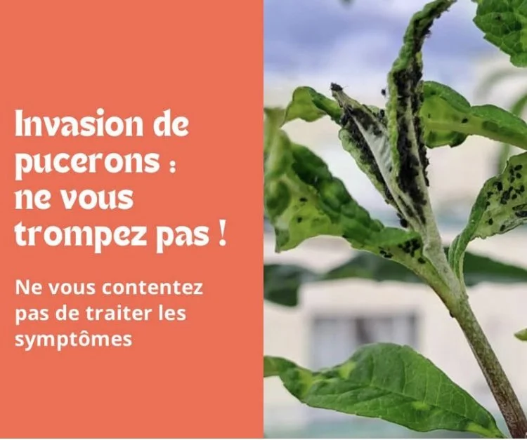 Limitez le développement des pucerons en ville