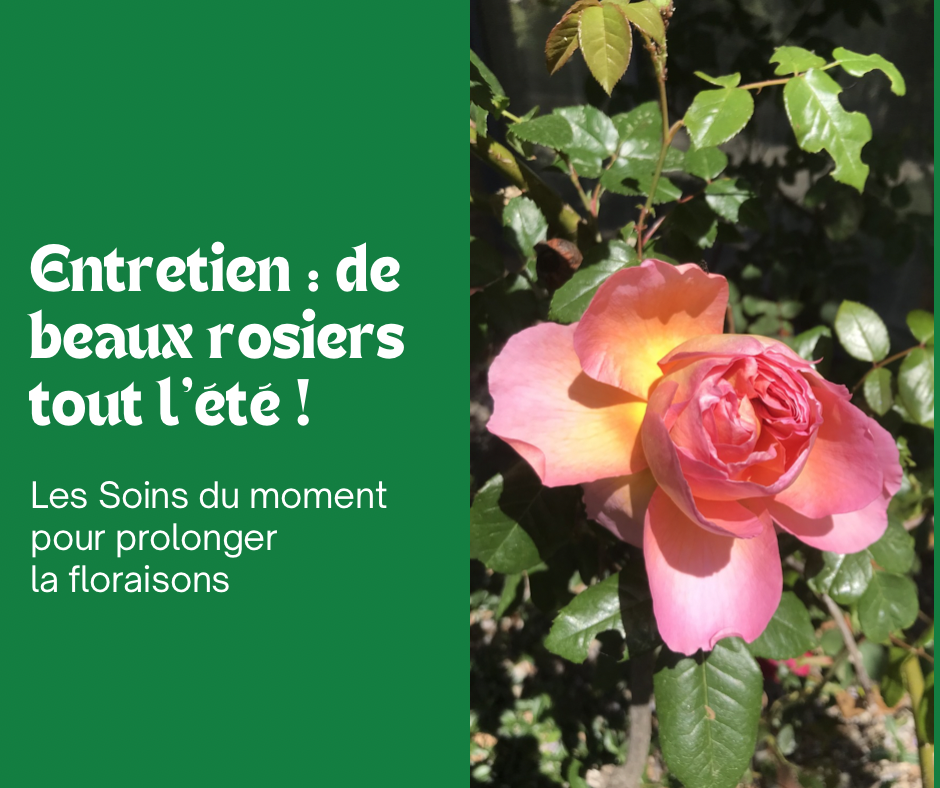5 Conseils pour prolonger la floraison de vos rosiers 