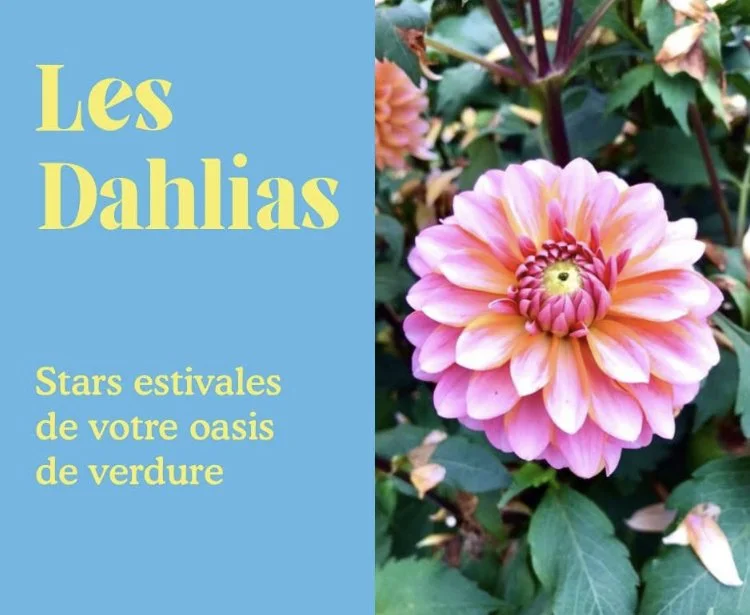 Dahlias et bulbes estivaux 