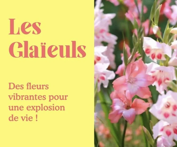 Le Glaïeul : un port érigé majestueusement coloré