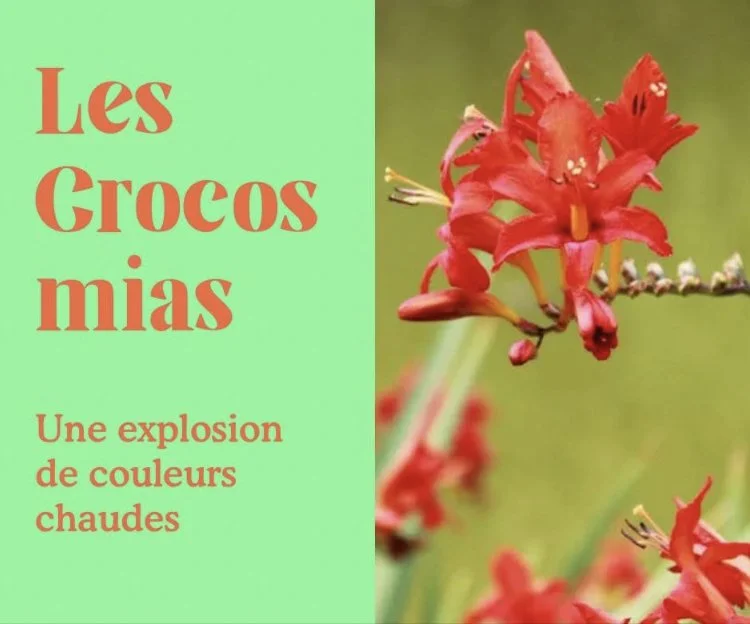 Crocosmias : une floraison aérienne flamboyante ! 