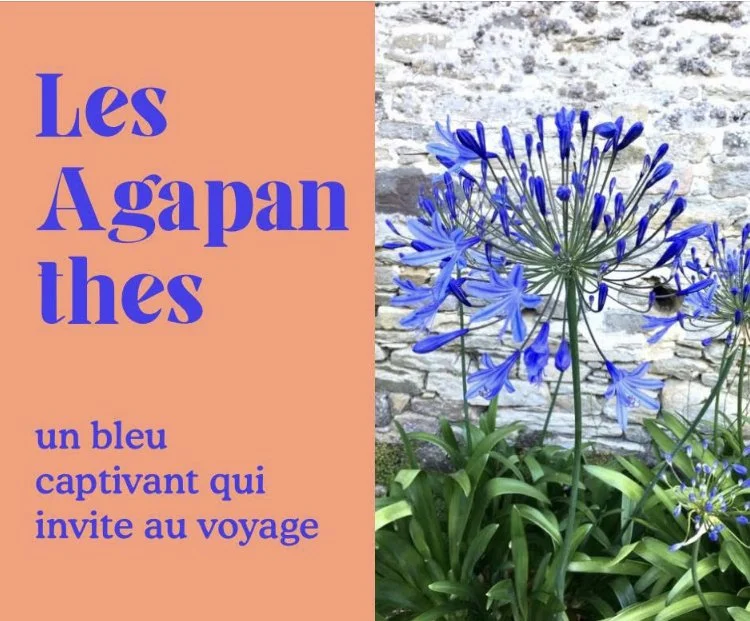 L’Agapanthe : un bleu captivant qui invite au voyage