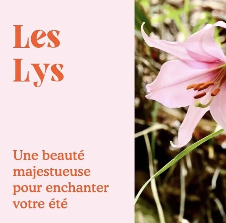 Le Lys, une beauté majestueuse pour enchanter votre été