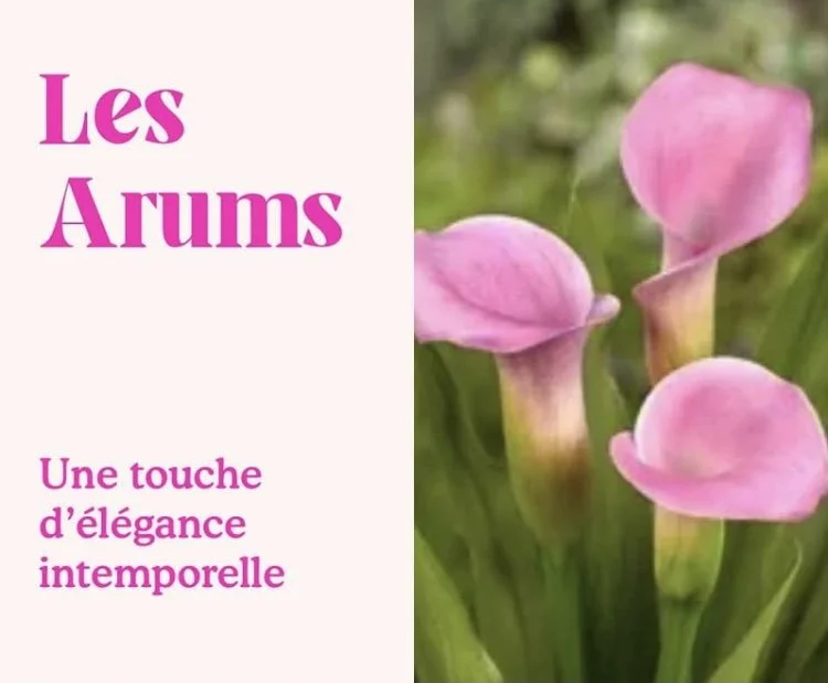 Les Arums : une touche d’élégance intemporelle