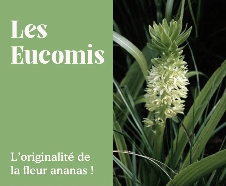 L’Eucomis, l’originalité de la fleur ananas