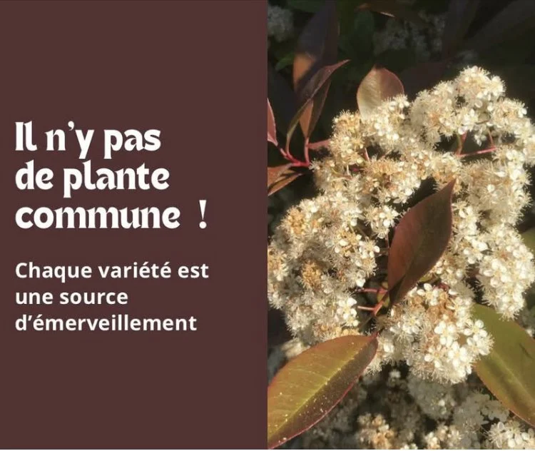 Non, il n’y a pas de plante commune !