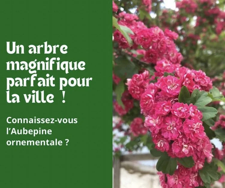 Le Crataegus laevigata : un arbre magnifique à cultiver en ville 