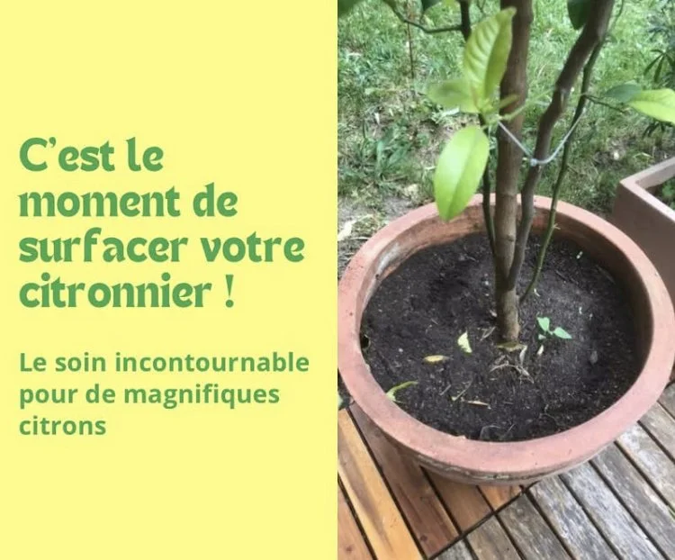 3 Soins printaniers pour vos agrumes cultivés en pot