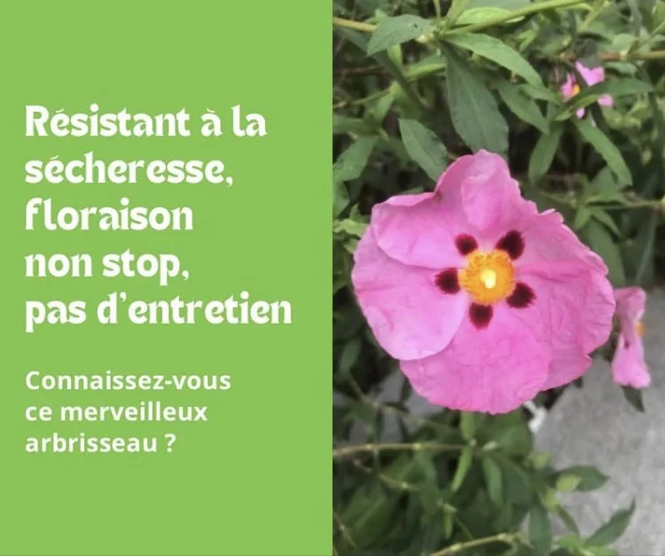 Le Ciste : un arbuste resplendissant en été