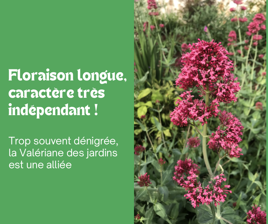 La Valériane des jardins : robuste et florifère