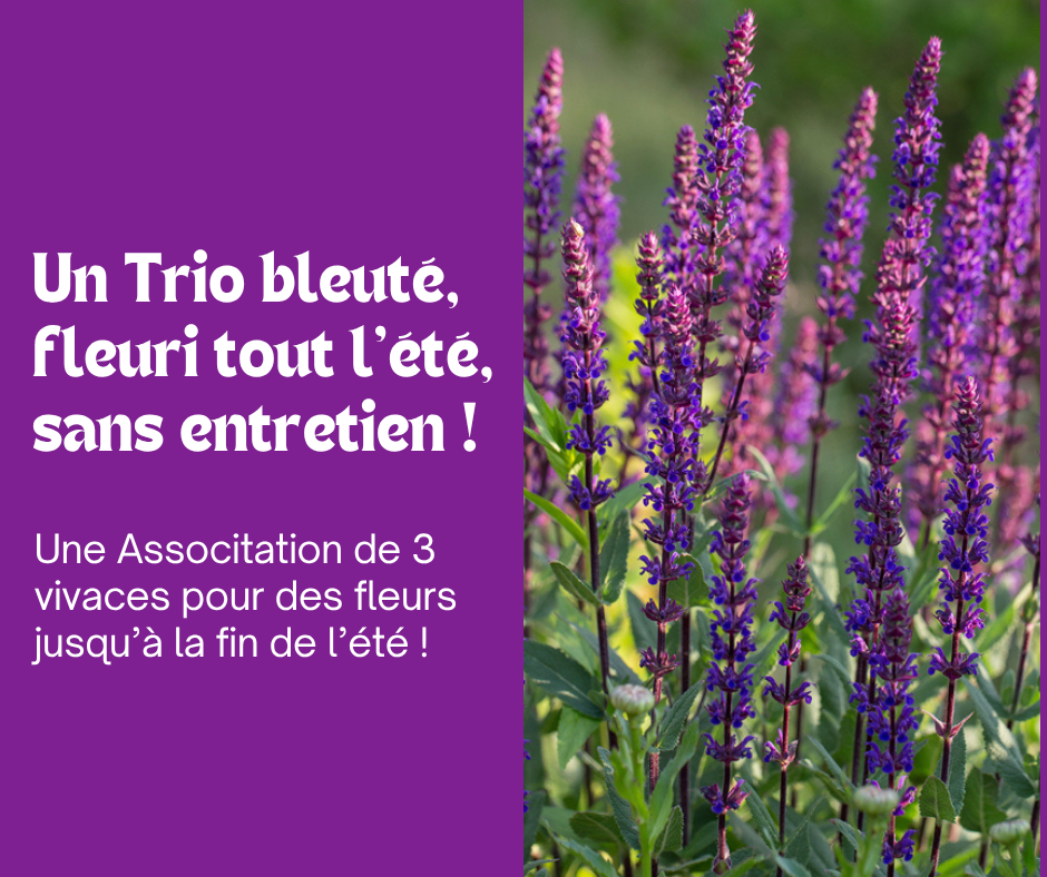 Un Trio bleu fleuri et résistant tout l’été 