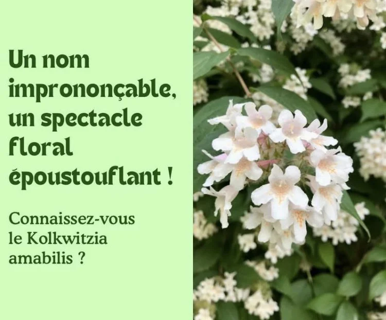 Le Kolkwitzia : un spectacle floral époustouflant 