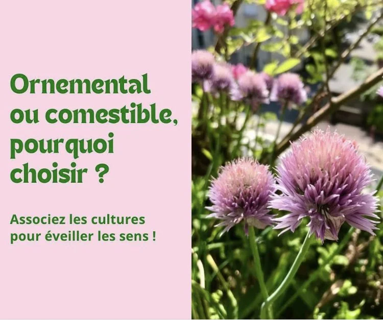 Ornemental ou comestible pourquoi choisir ?