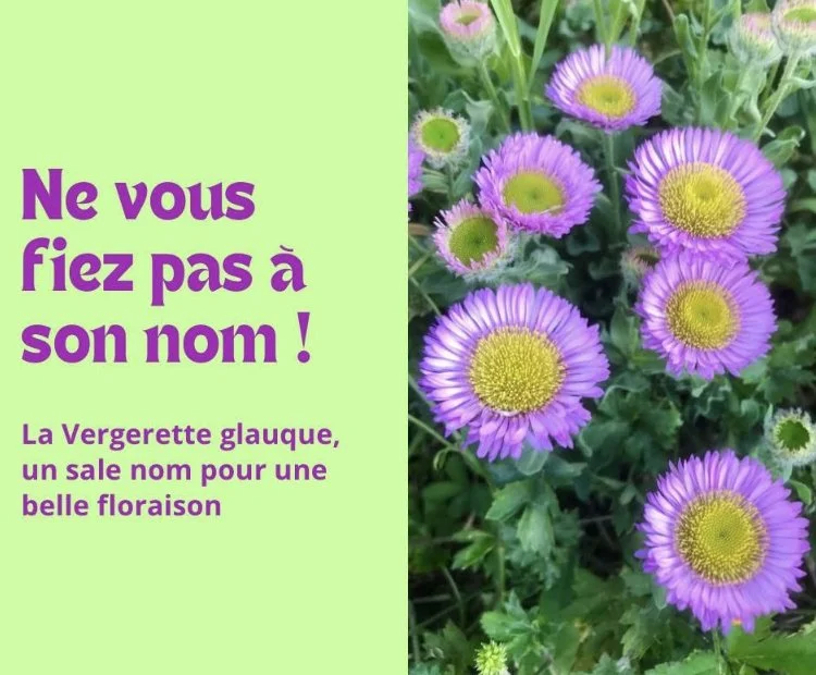 La Vergerette glauque : ne vous fiez pas à son nom !