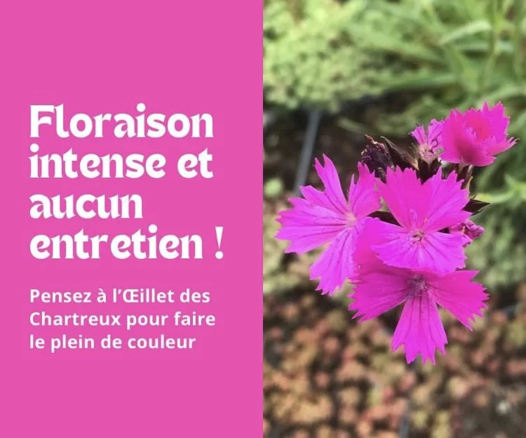 L’Oeillet des Chartreux : un floraison lumineuse, aucun entretien 