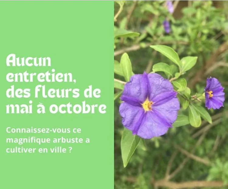 L’Arbre à gentianes : un splendide arbuste fleuri de mai à octobre 