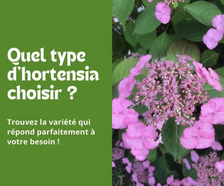 En ville, quel hortensia choisir ?
