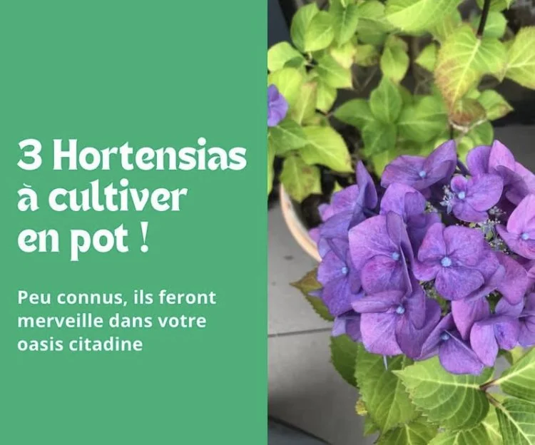 3 Hortensias à cultiver en pot !