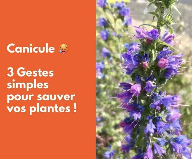 Canicule : 3 gestes simples pour sauver vos plantes 
