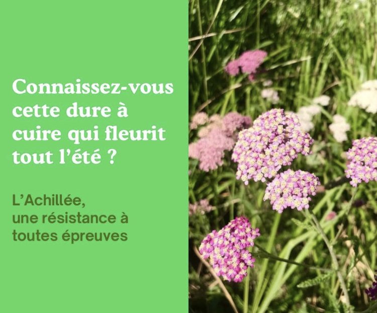 L’Achillée, fleurie et ultra résistante !