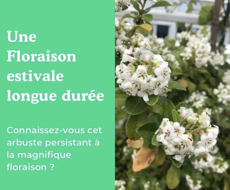 L’Escallonia : une touche d’élégance pour votre oasis de verdure