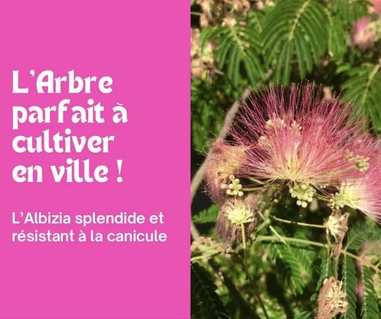 L’Albizia, un arbre fleuri adapté à la ville !