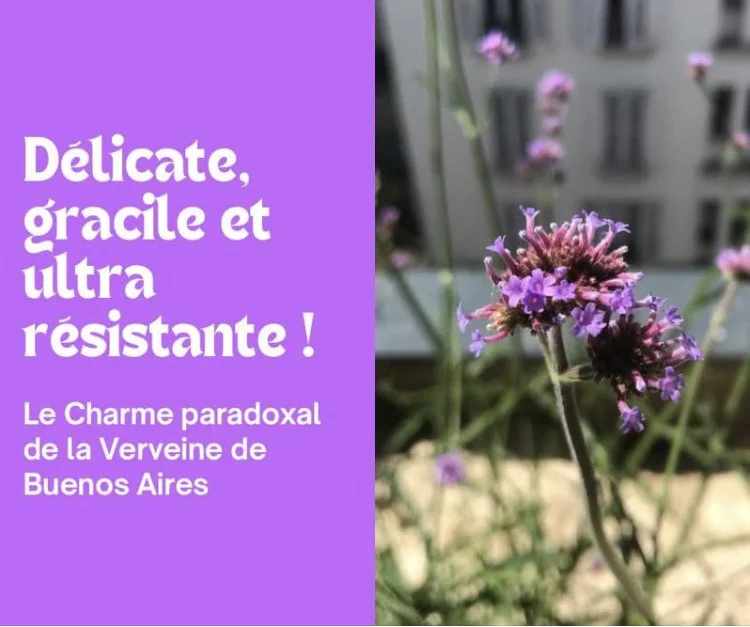 La Verveine de Buenos Aires : une vivace très frugale