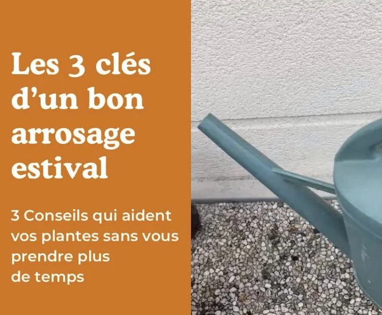 Les 3 Clés d’un bon arrosage estival !