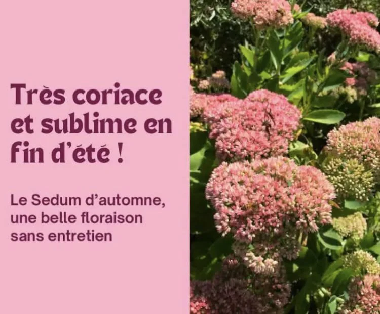 Le Sédum : une beauté très résistante à la chaleur