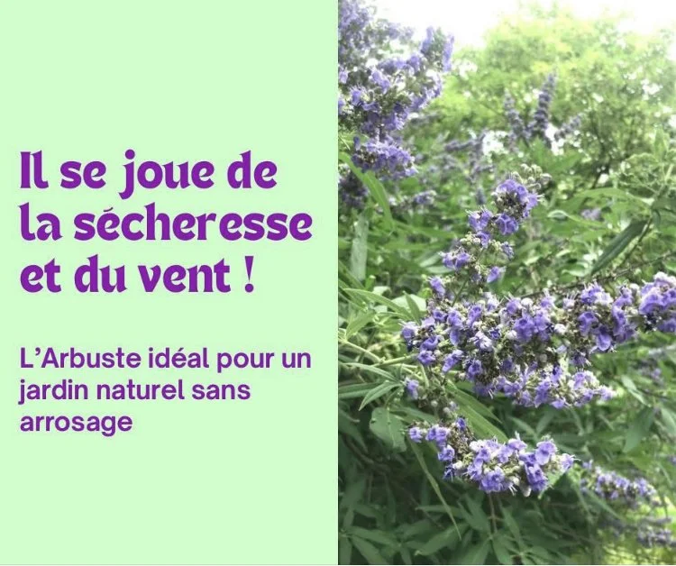 Le Vitex agnus-castus : un arbuste fleuri résistant à la sécheresse