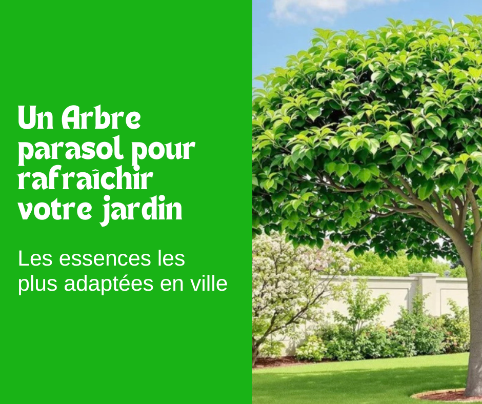 Un Arbre parasol pour rafraîchir votre jardin