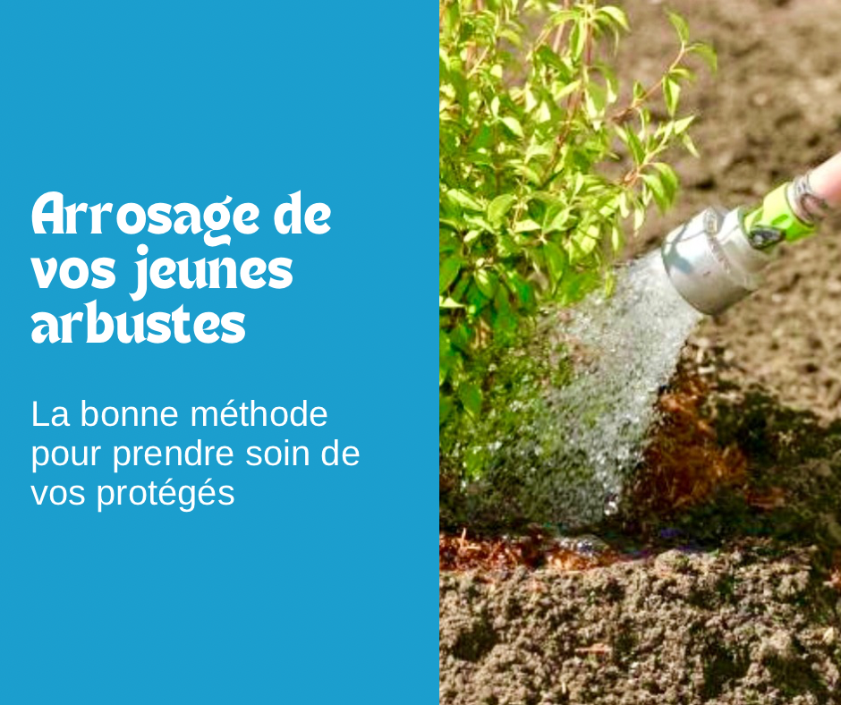 Arrosage de vos jeunes arbustes