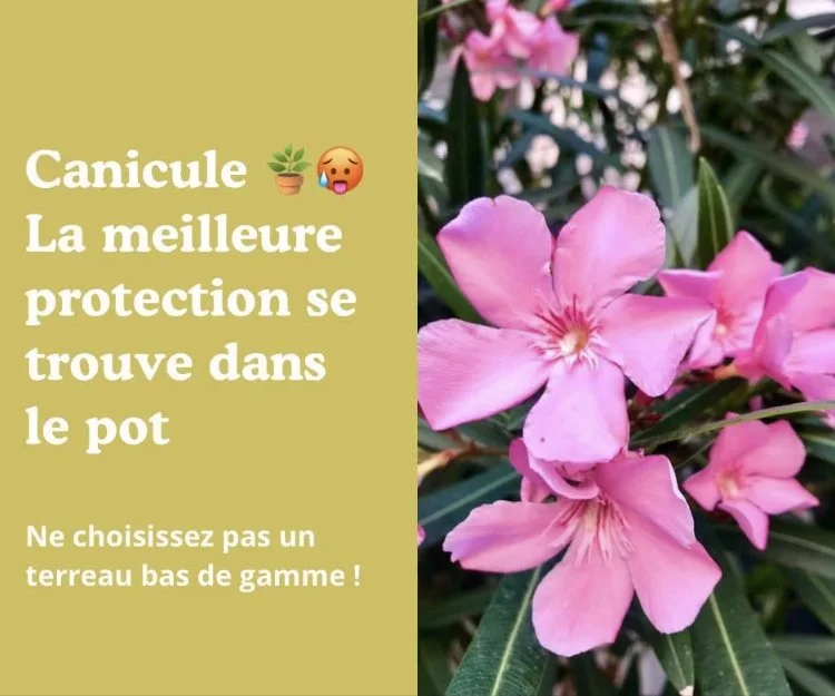 Canicule : la meilleure protection se trouve dans vos pots