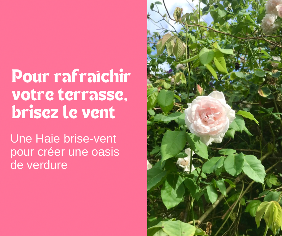 Créez des haies 
