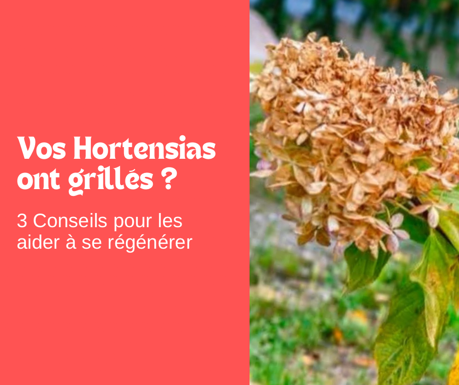 3 Soins pour vos hortensias grillés par la chaleur 