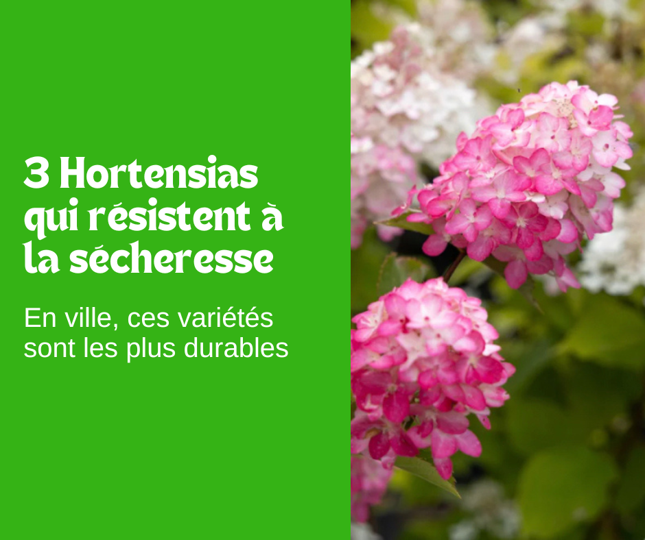 3 Hortensias résistant à la sécheresse 