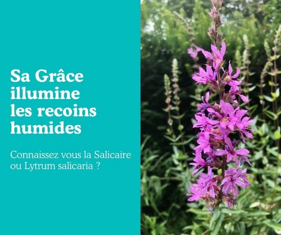 La Salicaire : sa grâce illumine les recoins humides