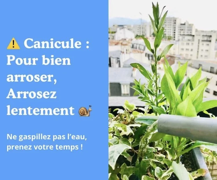 Canicule : arrosez lentement !