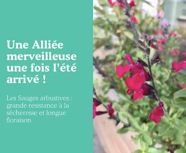 La Sauge arbustive, une alliée merveilleuse tout l’été !