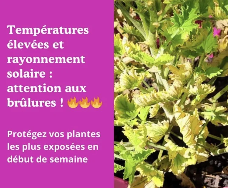 Canicule : Comment soigner les brûlures de vos plantes 