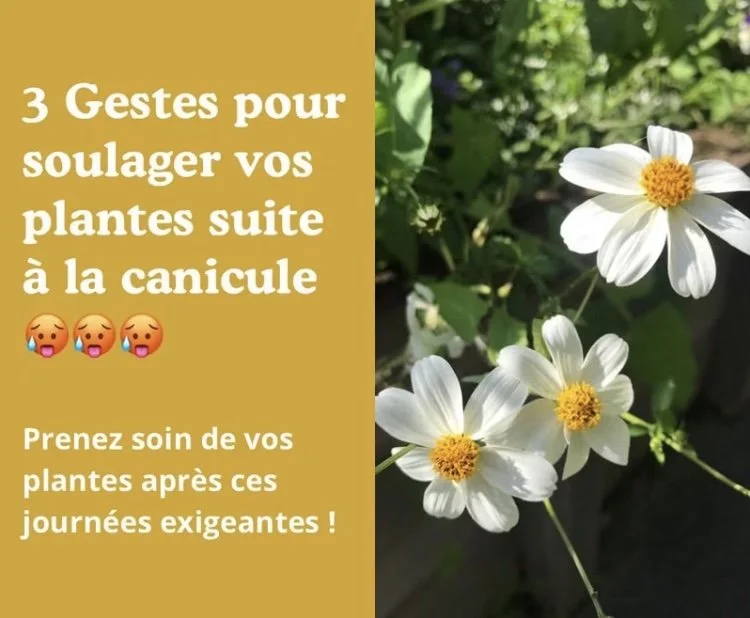 3 Gestes pour soulager vos plantes suite à la canicule 
