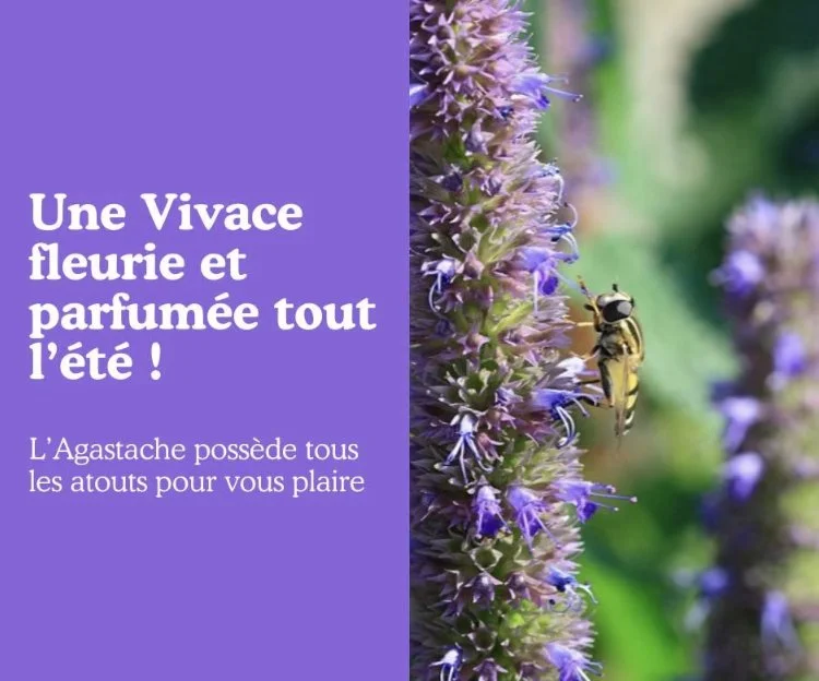 L’Agastache éveille tous nos sens !