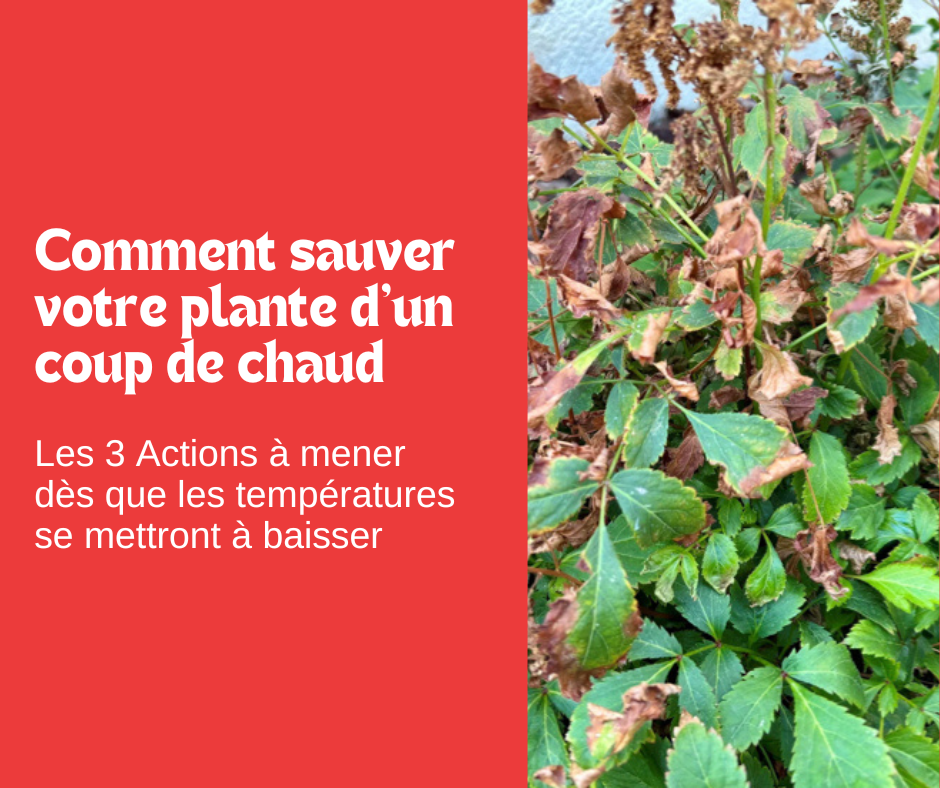 Sauvez votre plante meurtrie par un coup de chaud !