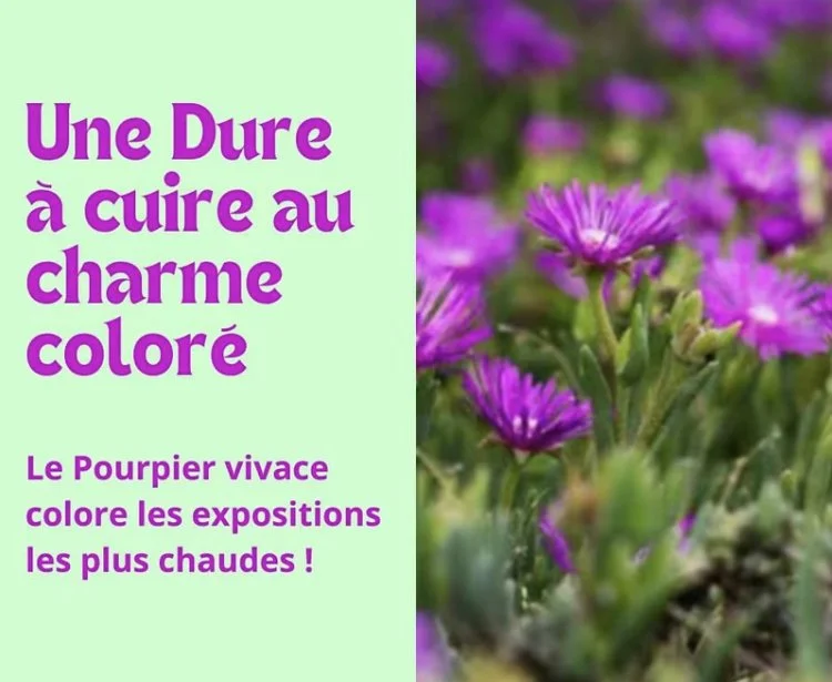 Le Delosperma : une incroyable résistance à la chaleur  