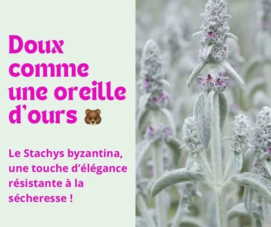 Stachys byzantina : doux comme une oreille d’ours