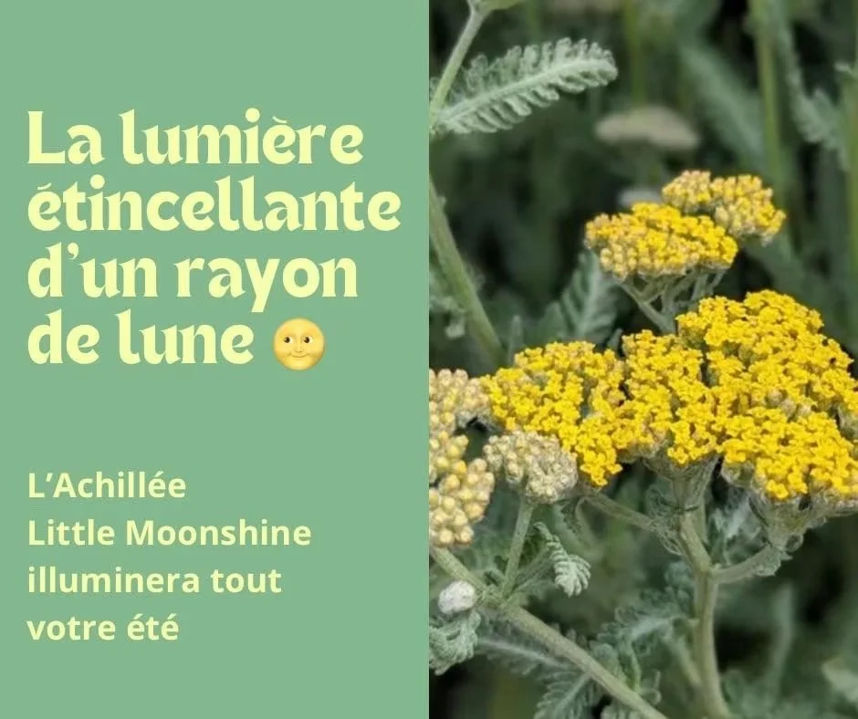 Achillée Little Moonshine : la lumière d’un rayon de lune